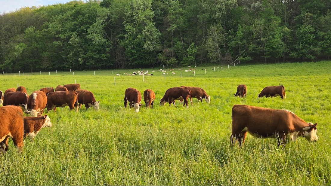 A herd of red and white cows in the foreground, with sheep in the background, grazing in a lush green pasture under a cloudy sky, with a dense green forest in the background.